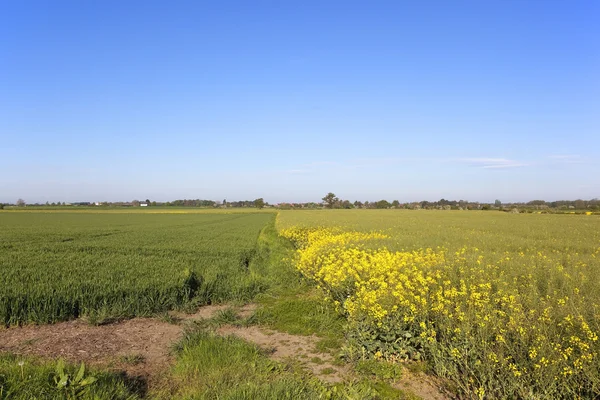 Campi coltivabili sotto il cielo blu — Foto Stock