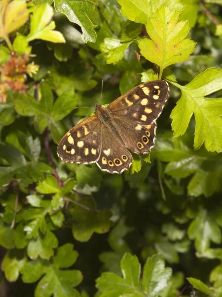 Speckled wood butterfly in springtime — Stock Photo, Image