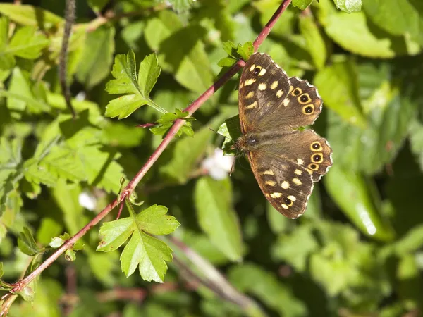 Gesprenkelter Schmetterling — Stockfoto