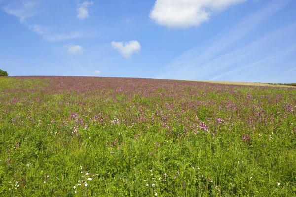 Hillside campion çiçekler — Stok fotoğraf