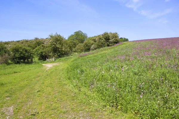 Campion fields — стоковое фото