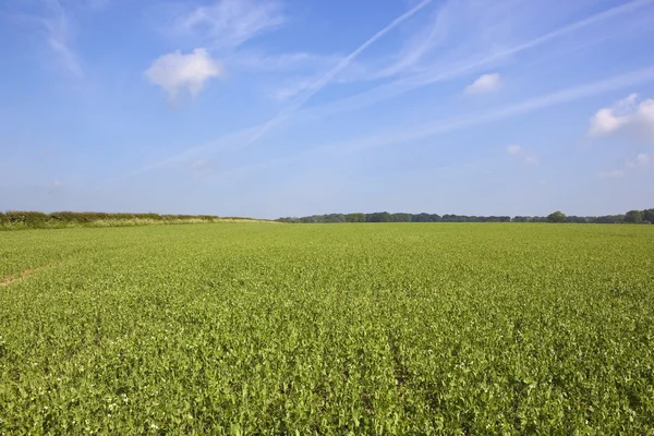 Pea field under summer sky — Stock Photo, Image