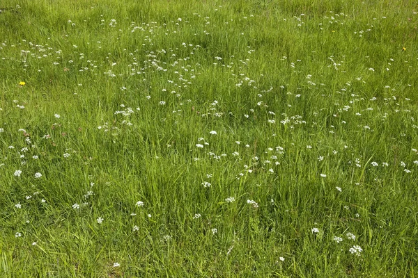 Летние полевые цветы — стоковое фото