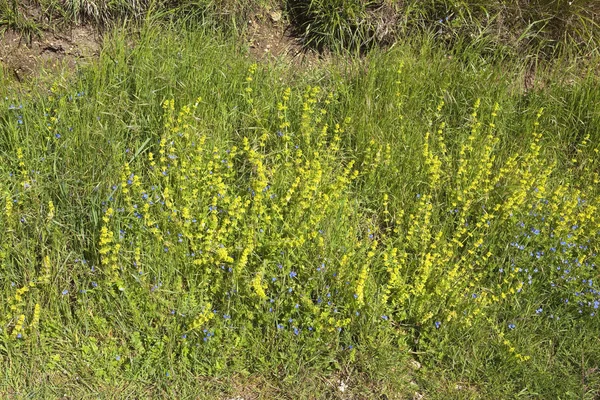 Crosswort and speedwell wildflower background — Stock Photo, Image