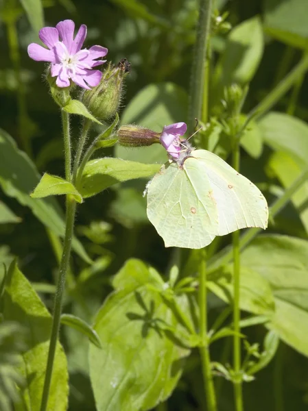 Female brimstone butterfly — Stock Photo, Image