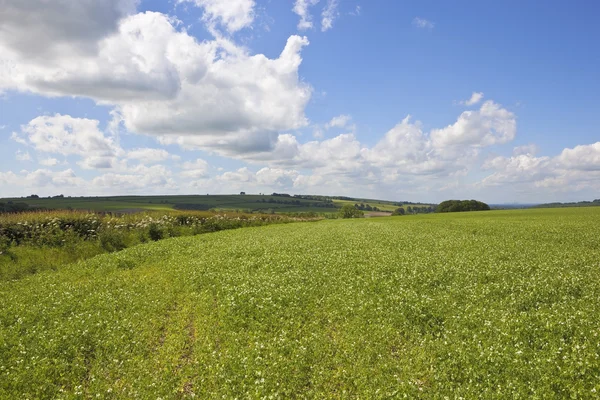 Pea malownicze pola — Zdjęcie stockowe