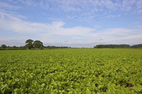 Zuckerrübenfeld im Sommer — Stockfoto