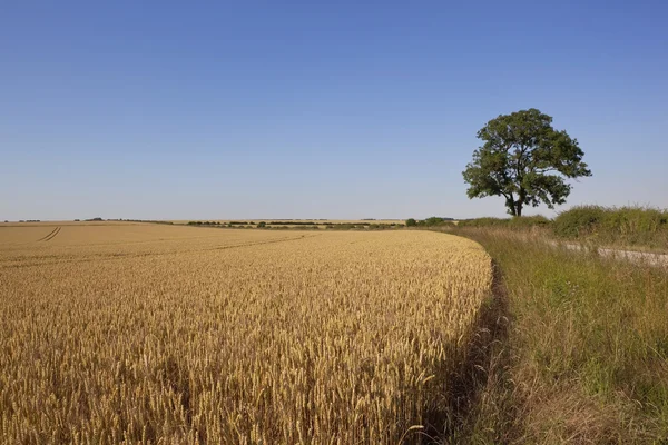 Golden wheat and blue sky — Stock Photo, Image