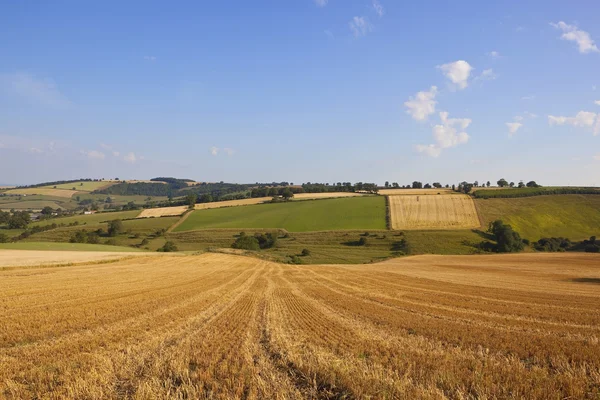 Patchwork paysage de récolte — Photo