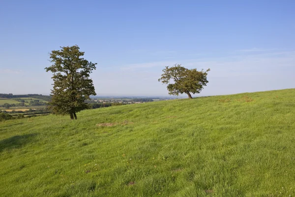 Hawthorn δέντρα και γκαζόν — Φωτογραφία Αρχείου