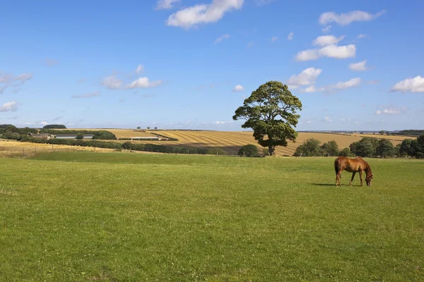 Yorkshire wolds terras agrícolas — Fotografia de Stock