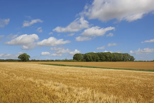 Skörd tid korn grödor — Stockfoto