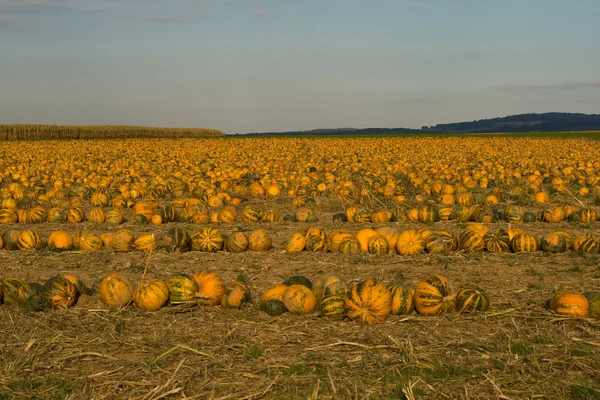 Pompoen veld — Stockfoto