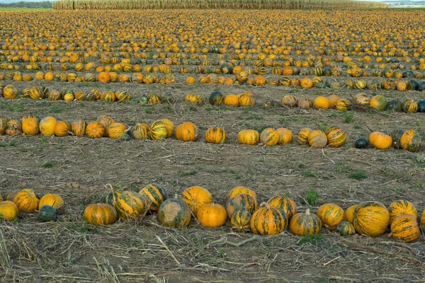 Pumpkin field — Stock Photo, Image