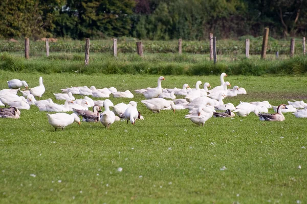 Freilandgänse — Stockfoto