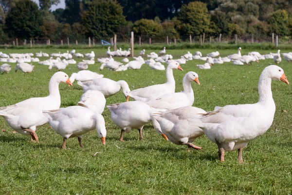 Vrije uitloop ganzen — Stockfoto