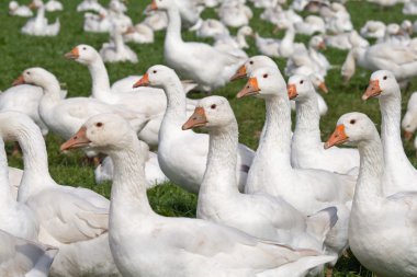 Ücretsiz aralığı kazlar