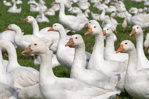 Free range geese — Stock Photo, Image