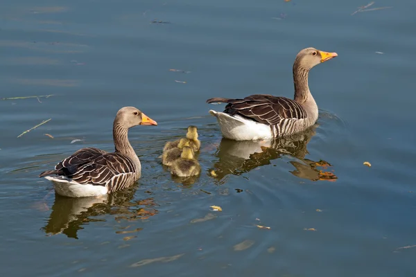 Grijs ganzendons — Stockfoto