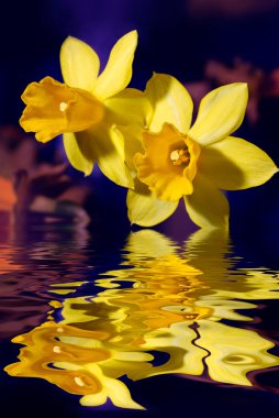 Yellow Narcissus flowers touching water clipart