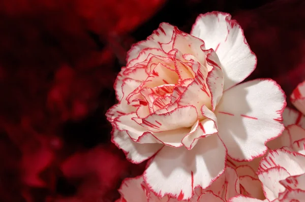Piękny biały czerwony Goździk kwiat — Zdjęcie stockowe