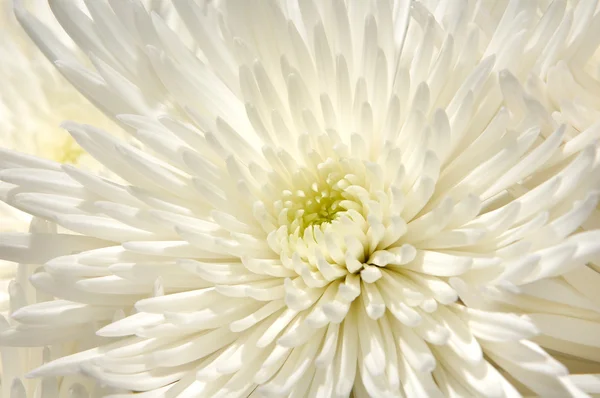 Chrysanthème blanc fond de fleur — Photo
