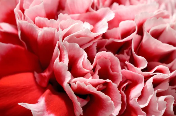 pembe peony çiçek yaprakları