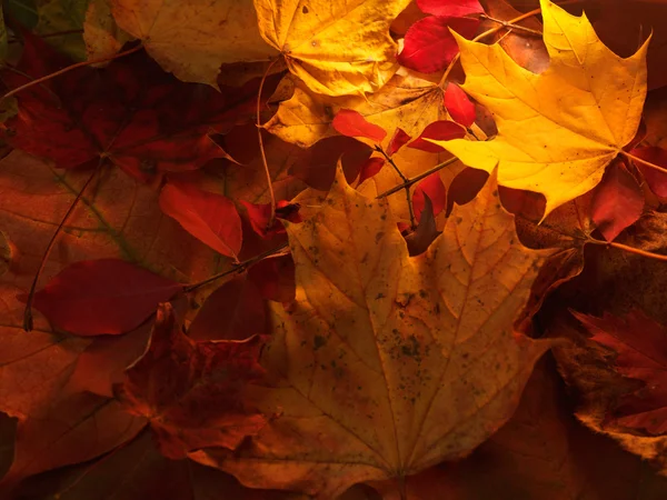 Colorful Autumn Leaves — Stock Photo, Image