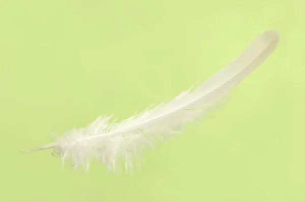Caída de pluma blanca — Foto de Stock