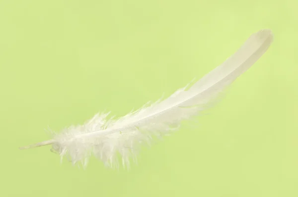 Caída de pluma blanca —  Fotos de Stock