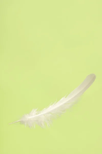 Vallende white feather — Stockfoto