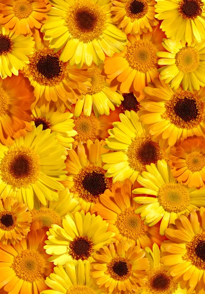 güzel sarı çiçek arka plan