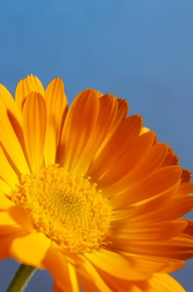 Orange Daisy Flower — Stock Photo, Image