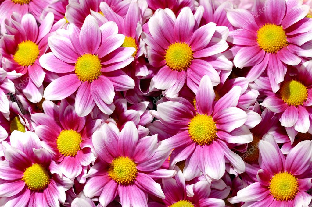 Colorful purple Chrysanthemum flowers background