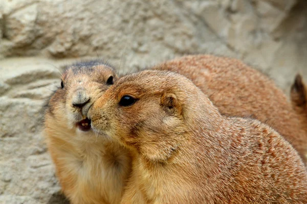 草原犬にキス — ストック写真