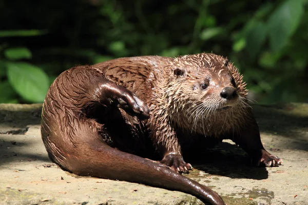 Lontra — Fotografia de Stock