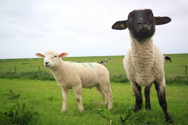 羊和小羊 免版税图库照片