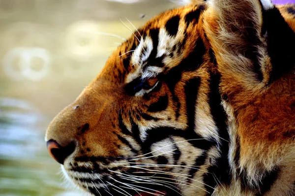 Tigre in thailandia — Stockfoto