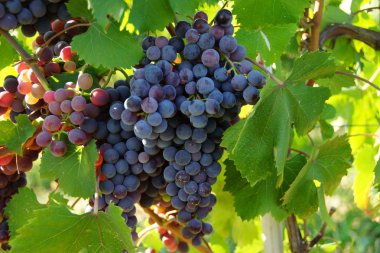 Barbaresco