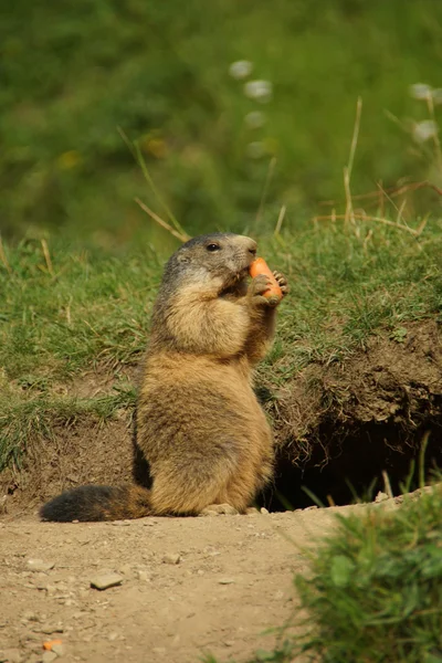 Marmota. — Fotografia de Stock