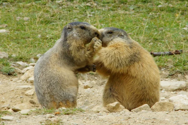 Marmota — Fotografia de Stock