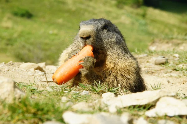 Marmota. Fotos de stock libres de derechos