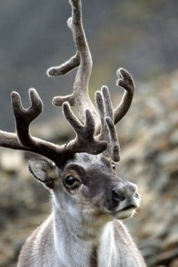 Svalbard