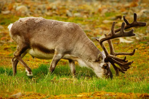 Svalbard — Stockfoto