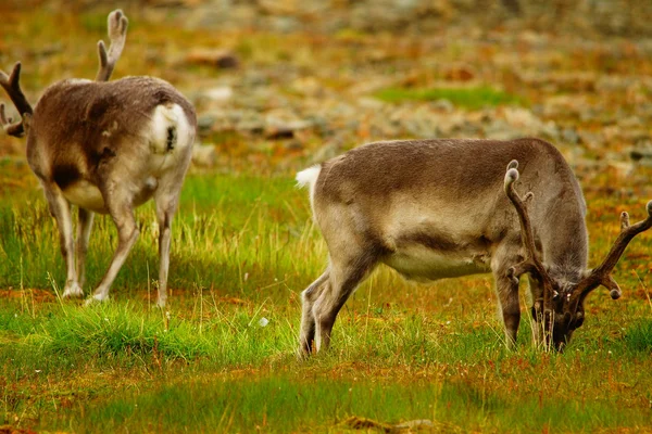 Svalbard — Stockfoto