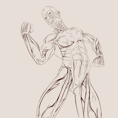 insan kas anatomisi