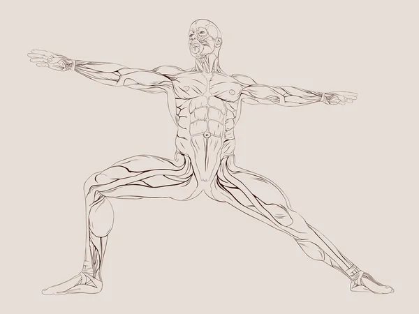 Anatomie der menschlichen Muskeln — Stockvektor