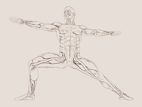 Anatomía muscular humana — Vector de stock