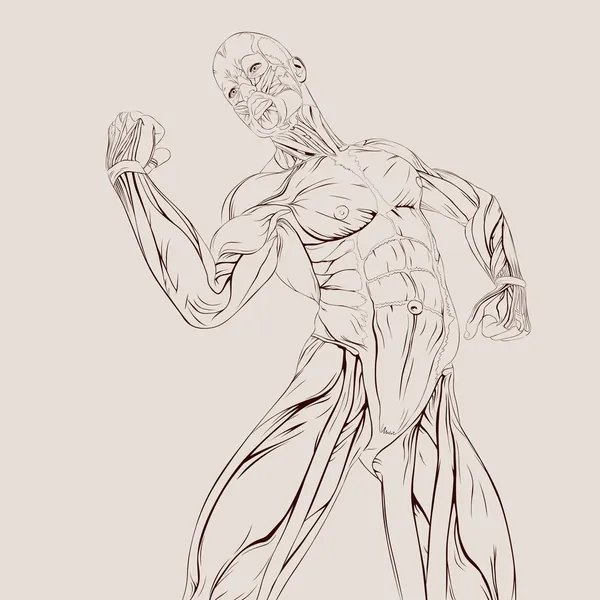 Anatomie der menschlichen Muskeln — Stockvektor