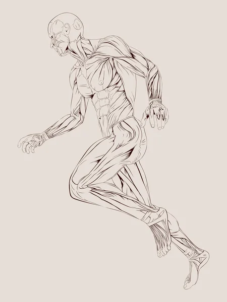 Human Muscle Anatomy — Stock Illustration Human Muscle Anatomy Royalty Free Stock Vectors